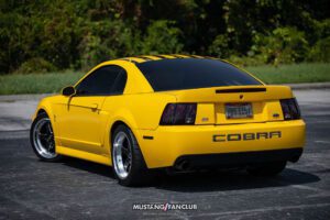 Screaming Yellow Cobra
